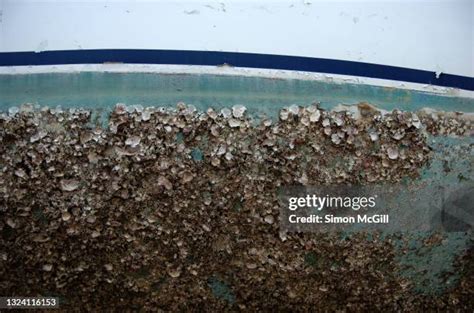 143 Barnacles Ship Stock Photos High Res Pictures And Images Getty 143 Barnacles Ship Stock Photos High Res Pictures And Images Getty