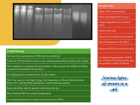 Common Issues In Dna Rna Gel Electrophoresis And Troubleshooting Genetic Education Common Issues In Dna Rna Gel Electrophoresis And Troubleshooting Genetic Education