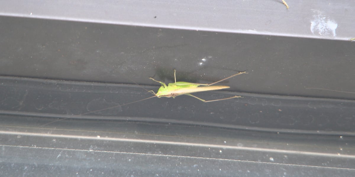 Entomologist Discusses The Increase Of Grasshoppers In Fall