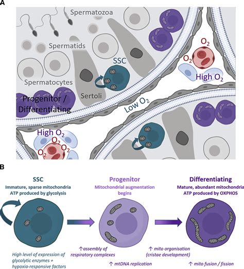 Essential Regulation Of Spermatogonial Stem Cell Fate Decisions And Male Fertility By Apbb1 Via Interaction With Kat5 And Gdf15 In Humans And Mice Research Essential Regulation Of Spermatogonial Stem Cell Fate Decisions And Male Fertility By Apbb1 Via Interaction With Kat5 And Gdf15 In Humans And Mice Research