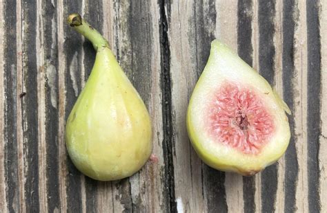 Examples Of Underripe: A Beginner's Guide To Spotting Unripe Fruit