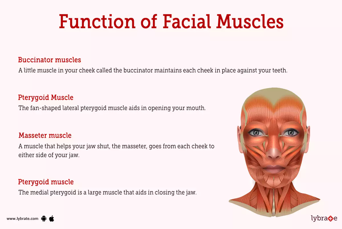 Face Human Anatomy Image Function Diseases And Treatments