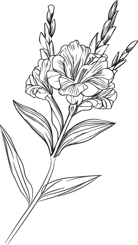 Gladiolus Drawing Tattoo Gladiolus Drawing Tattoo