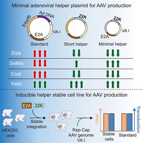 Hek293 Rfp Stable Cells Hek293 Rfp Stable Cells