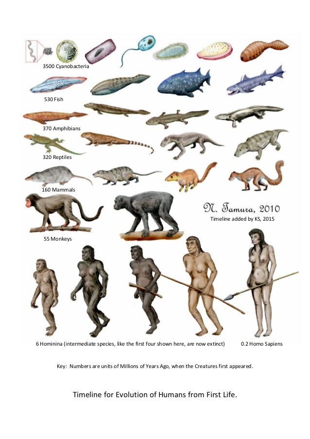 Human Evolution Chart For Kids