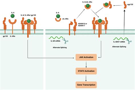 Il 1 Receptor Antagonist Deficient Mice Develop Autoimmune Arthritis Due To Intrinsic Activation Of Il 17 Producing Ccr2 V 6 T Cells Nature Communications