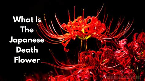 Japanese Death Flower Archives Plantisima