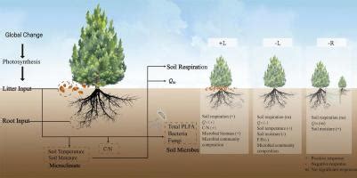 Litter Inputs Exert Greater Influence Over Soil Respiration And Its Temperature Sensitivity Than Roots In A Coniferous Forest In North South Transition Zone Sciencedirect Litter Inputs Exert Greater Influence Over Soil Respiration And Its Temperature Sensitivity Than Roots In A Coniferous Forest In North South Transition Zone Sciencedirect