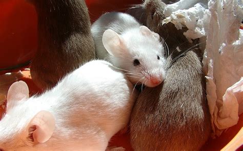 Mice To Sniff Out Drug Dealers The Times Of Israel