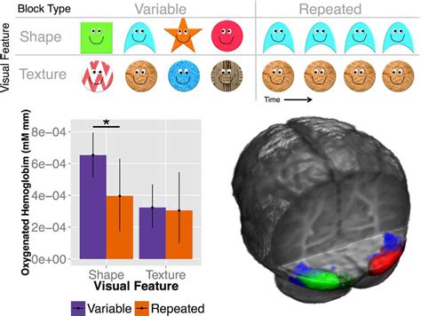 Pdf The Lateral Occipital Cortex Loc Is Selective For Object Shape Not Texture Color At 6 Months Pdf The Lateral Occipital Cortex Loc Is Selective For Object Shape Not Texture Color At 6 Months