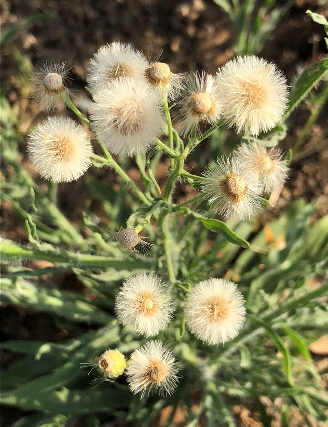 Plants With Spiky Leaves Fleabane And Sowthistle And Groundsel Oh My