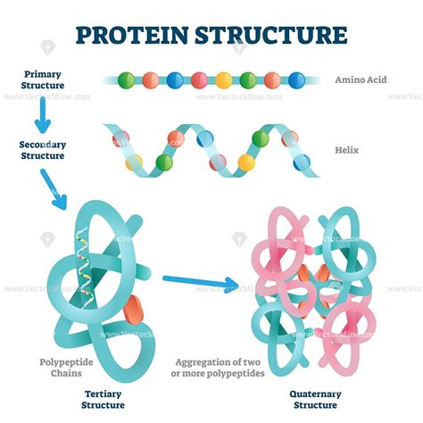 The Future Of Protine Shape In Cell: Breakthroughs And Roadmap