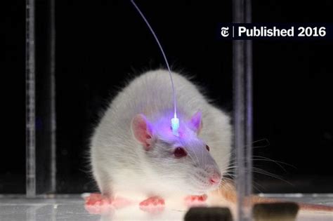 Risky Rats Give Clues On Brain Circuitry Behind Taking A Chance The New York Times Risky Rats Give Clues On Brain Circuitry Behind Taking A Chance The New York Times