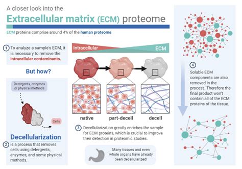 Ten Years Of Extracellular Matrix Proteomics Accomplishments Challenges And Future Perspectives Molecular Cellular Proteomics Ten Years Of Extracellular Matrix Proteomics Accomplishments Challenges And Future Perspectives Molecular Cellular Proteomics