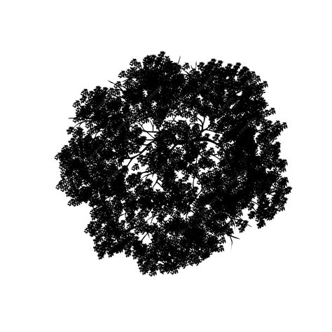 Top View Tree Trunk Black And White Stock Photos Amp Images Alamy