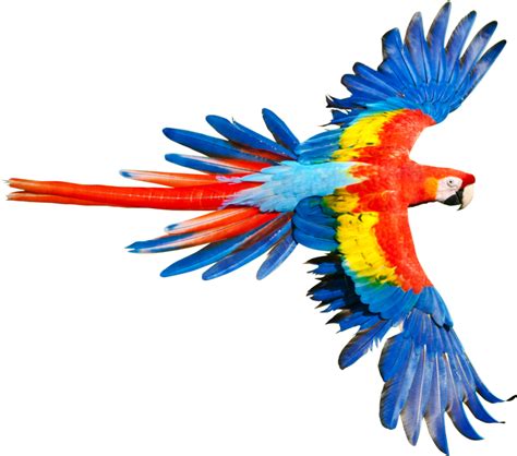 Future Of Tropical Rainforest Animals No Background: Evolving Forms