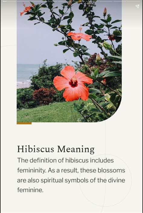 Unveiling Hibiscus Tattoo Symbolism Explained Meaning What Does Meanings