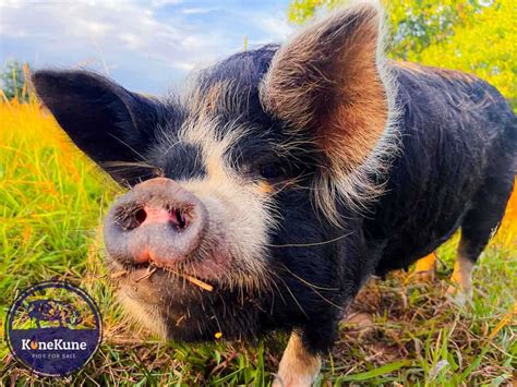 Unveiling The Charm Kunekune Pig Communication Decoded